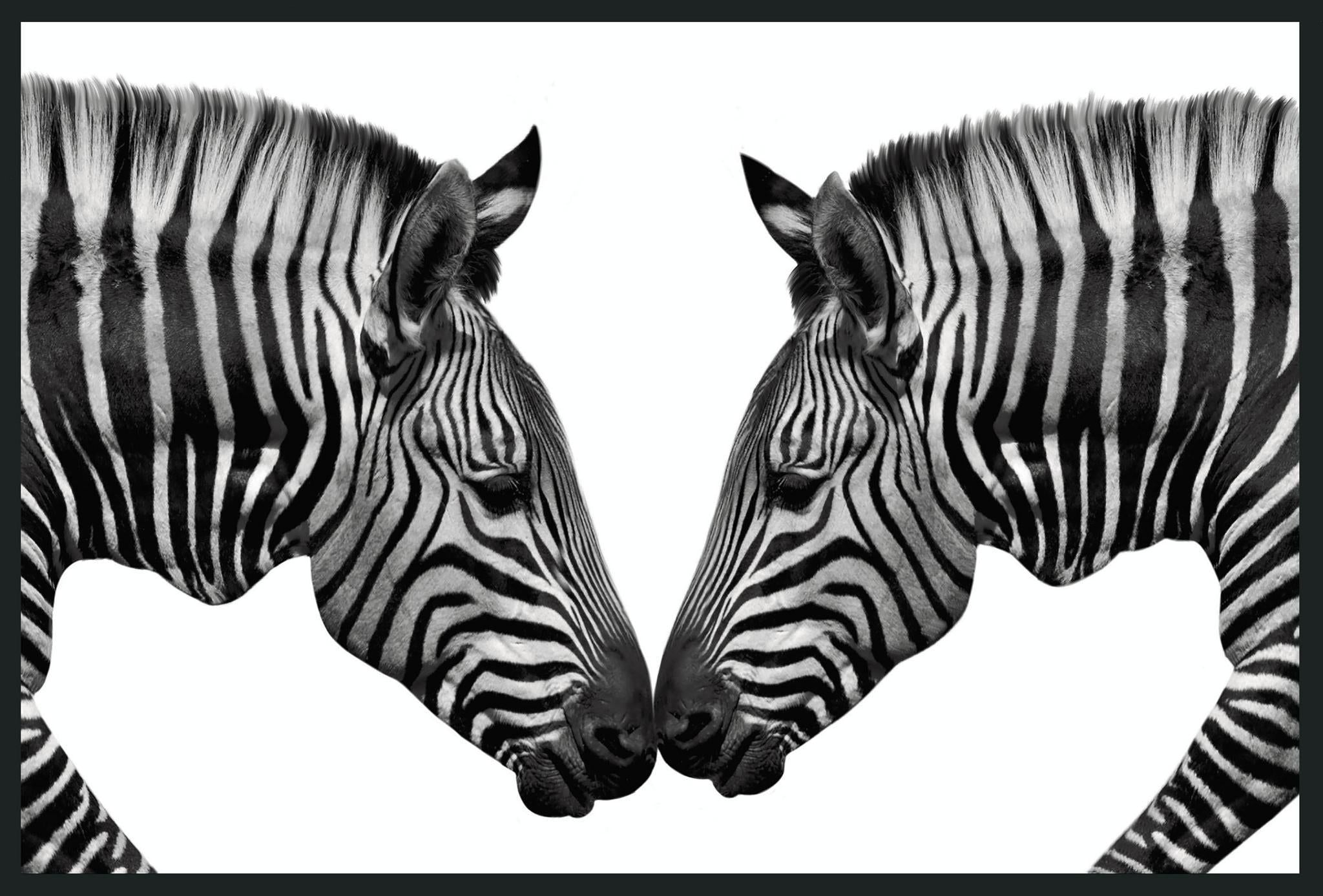 Zebras - 48" x 72" Photography - Black / White