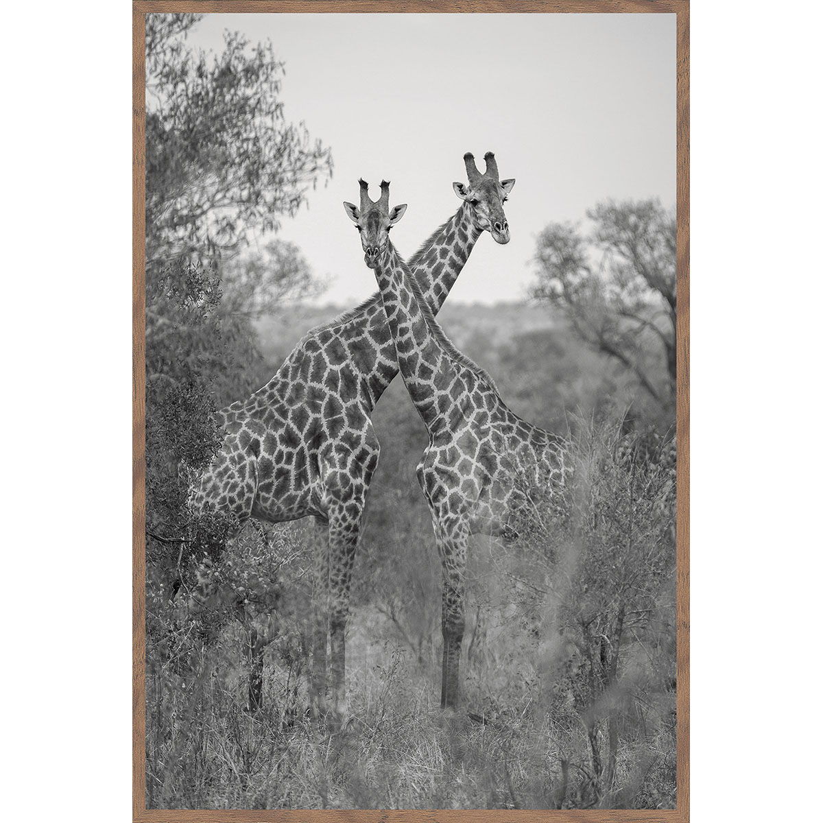 Giraffes - Photography 30' x 40' By Michael D-Avello - Walnut