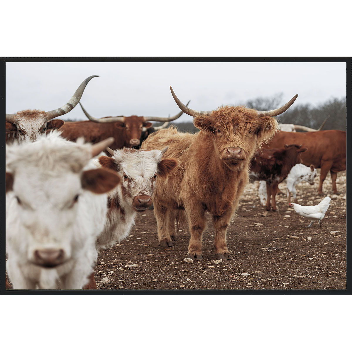 Highland Cows - Photography by Michael D-Avello