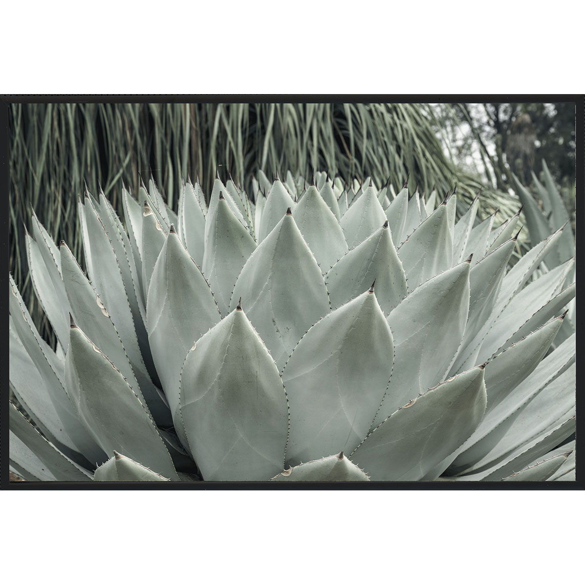 Agave II - Photography by Michael D-Avello