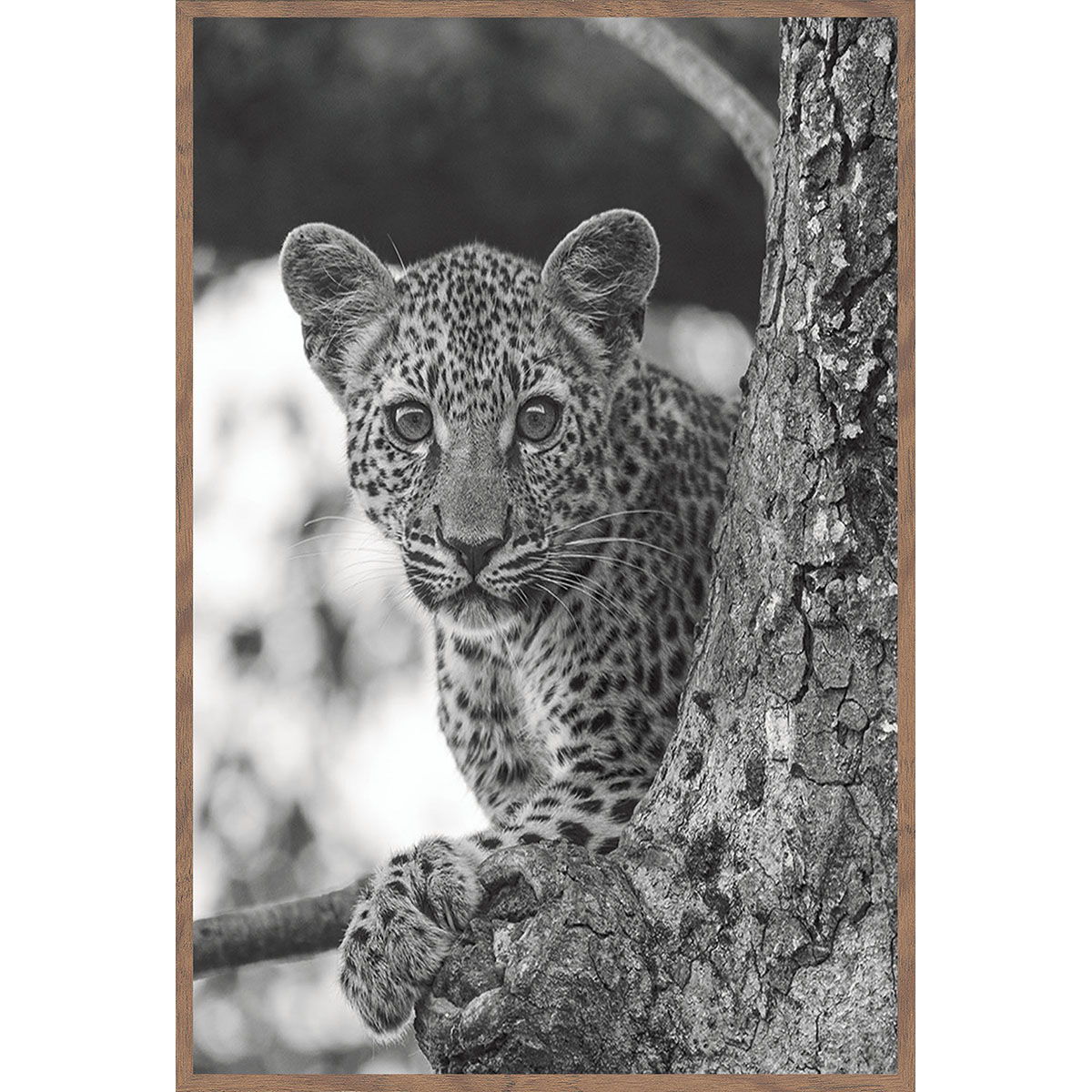 Leopard - Photography 30' x 40' By Michael D-Avello - Walnut