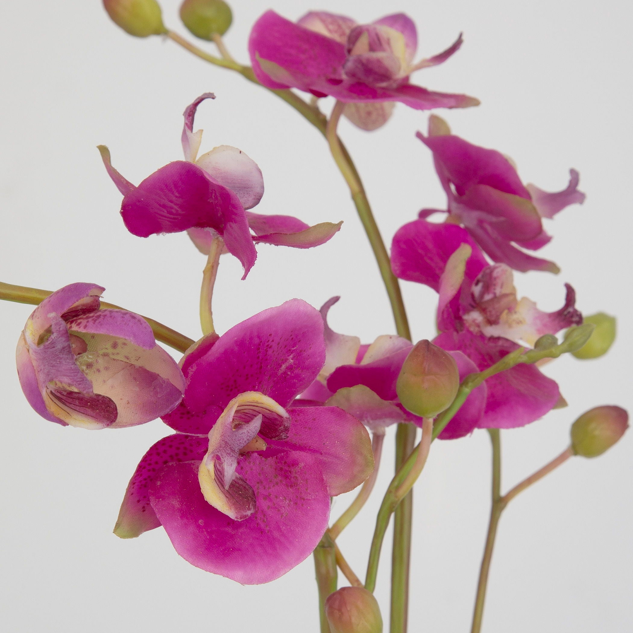 Glory Orchid - Fuchsia Orchid - Pearl Silver