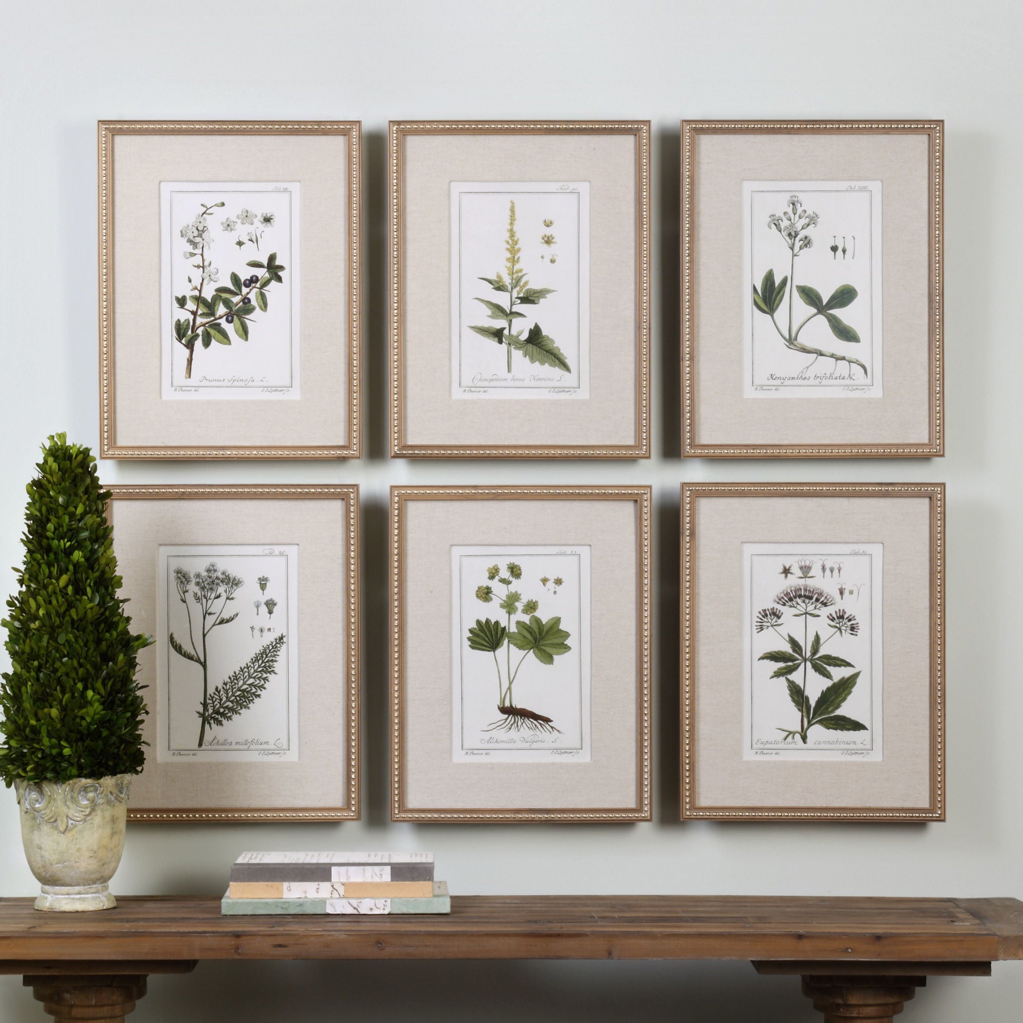 Green Floral Botanical Study - Prints (Set of 6) - Green