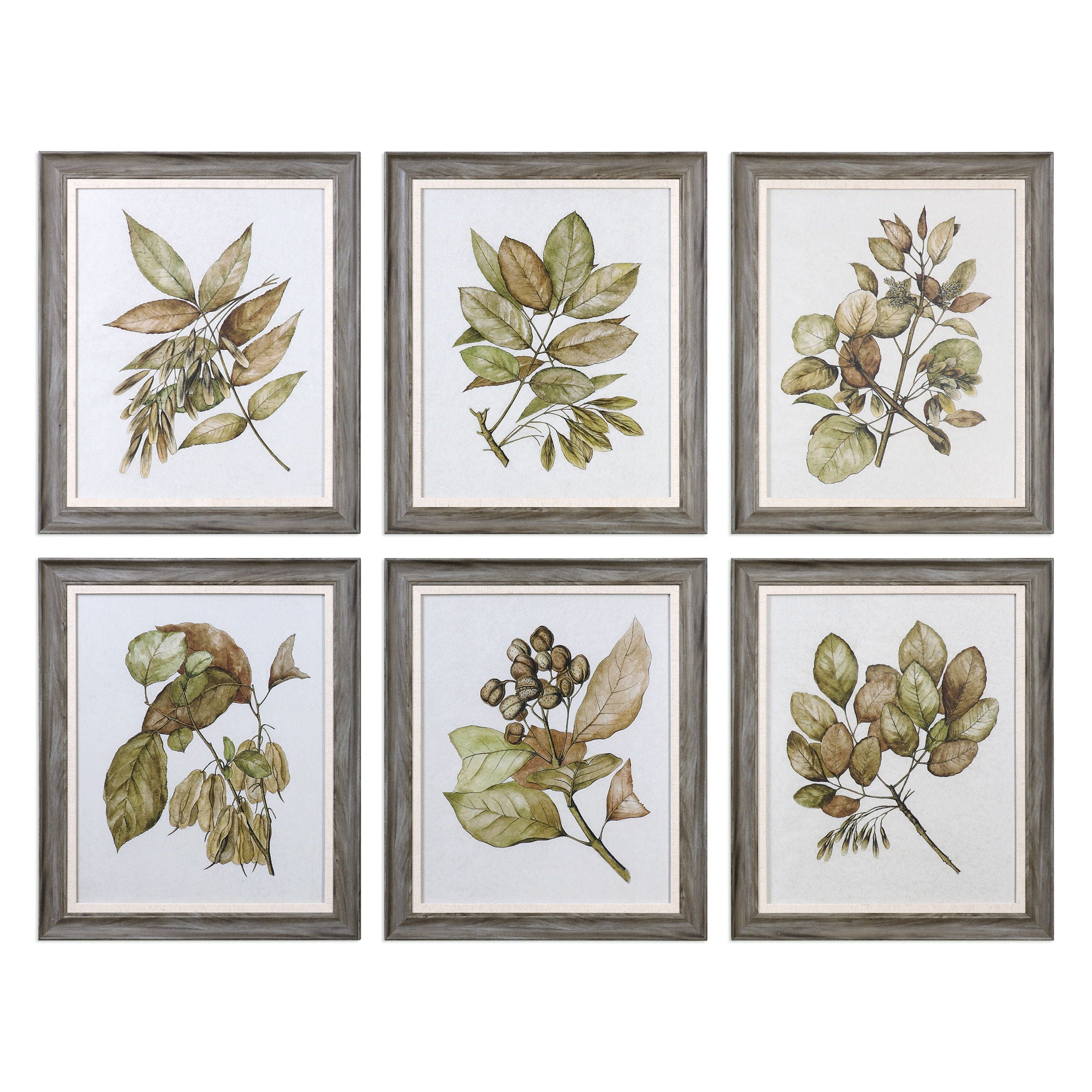 Seedlings - Framed Prints (Set of 6) - Green
