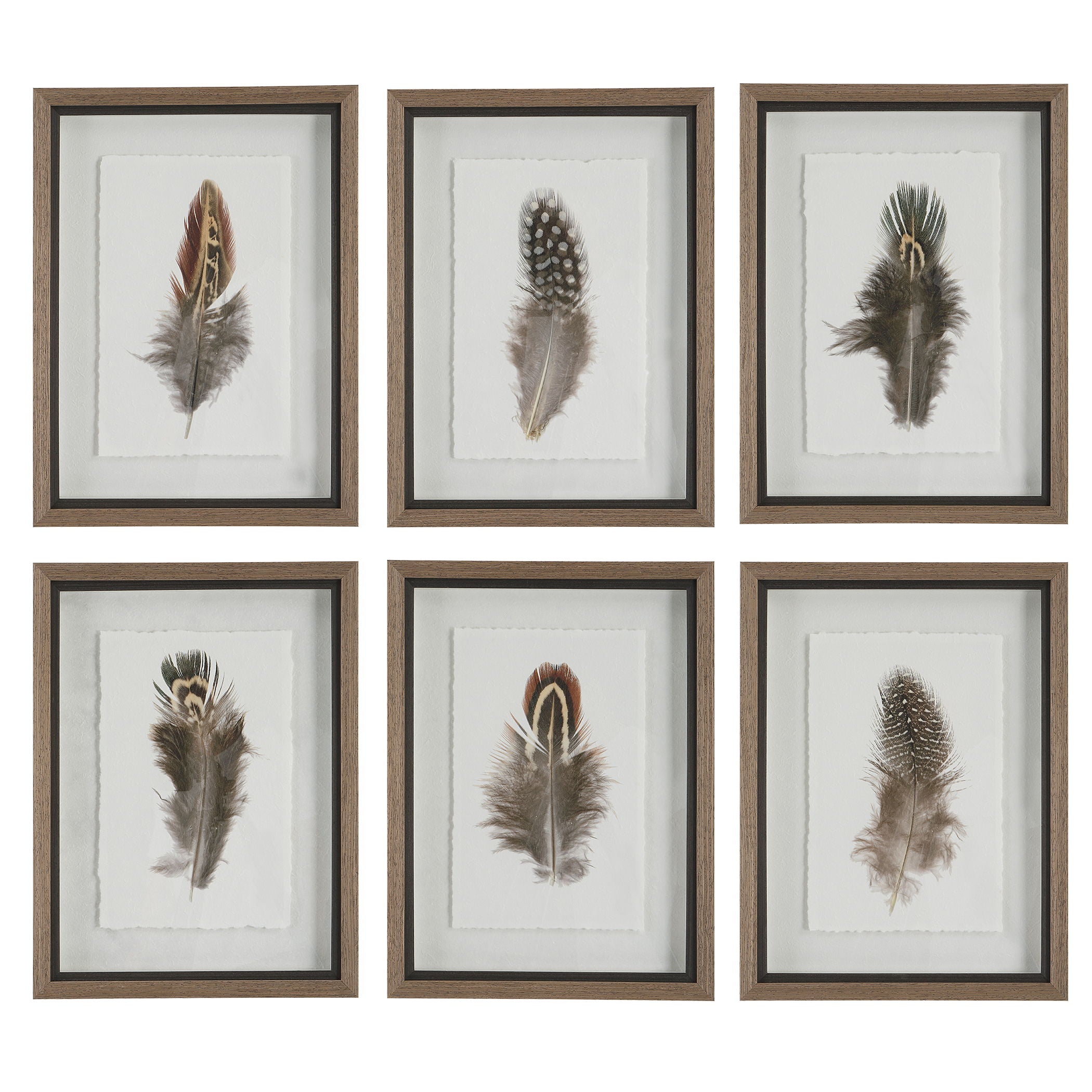 Birds Of A Feather - Framed Prints (Set of 6)