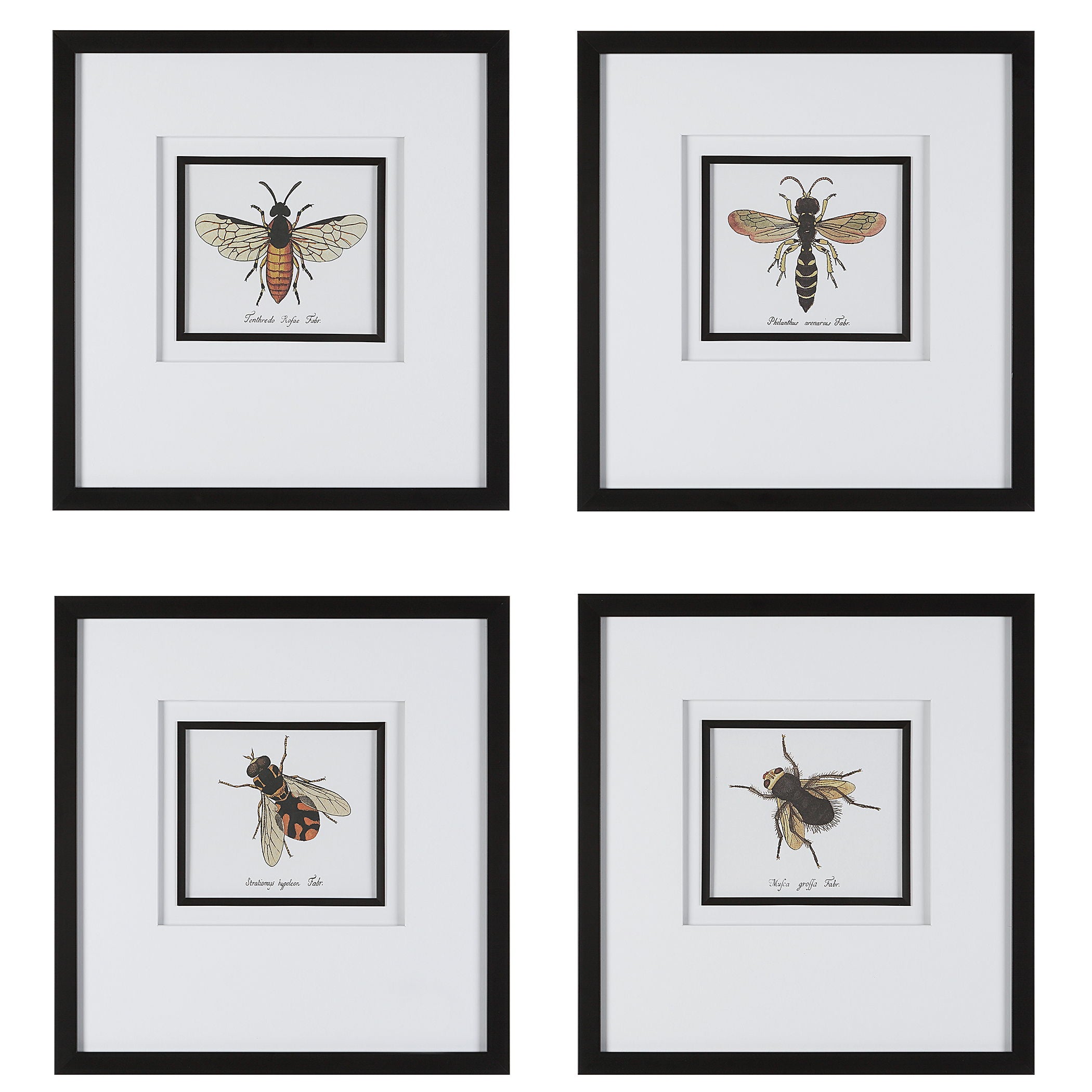 Anthophila - Framed Prints (Set of 4) - Black