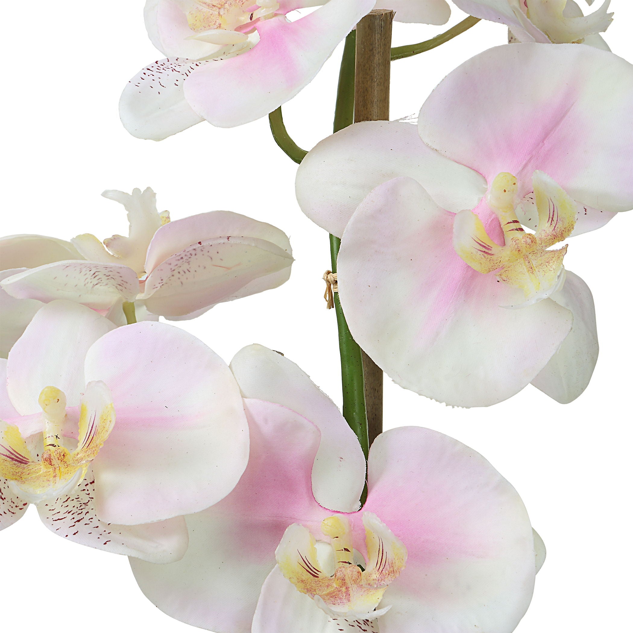 Blush - Orchid - Pink And White