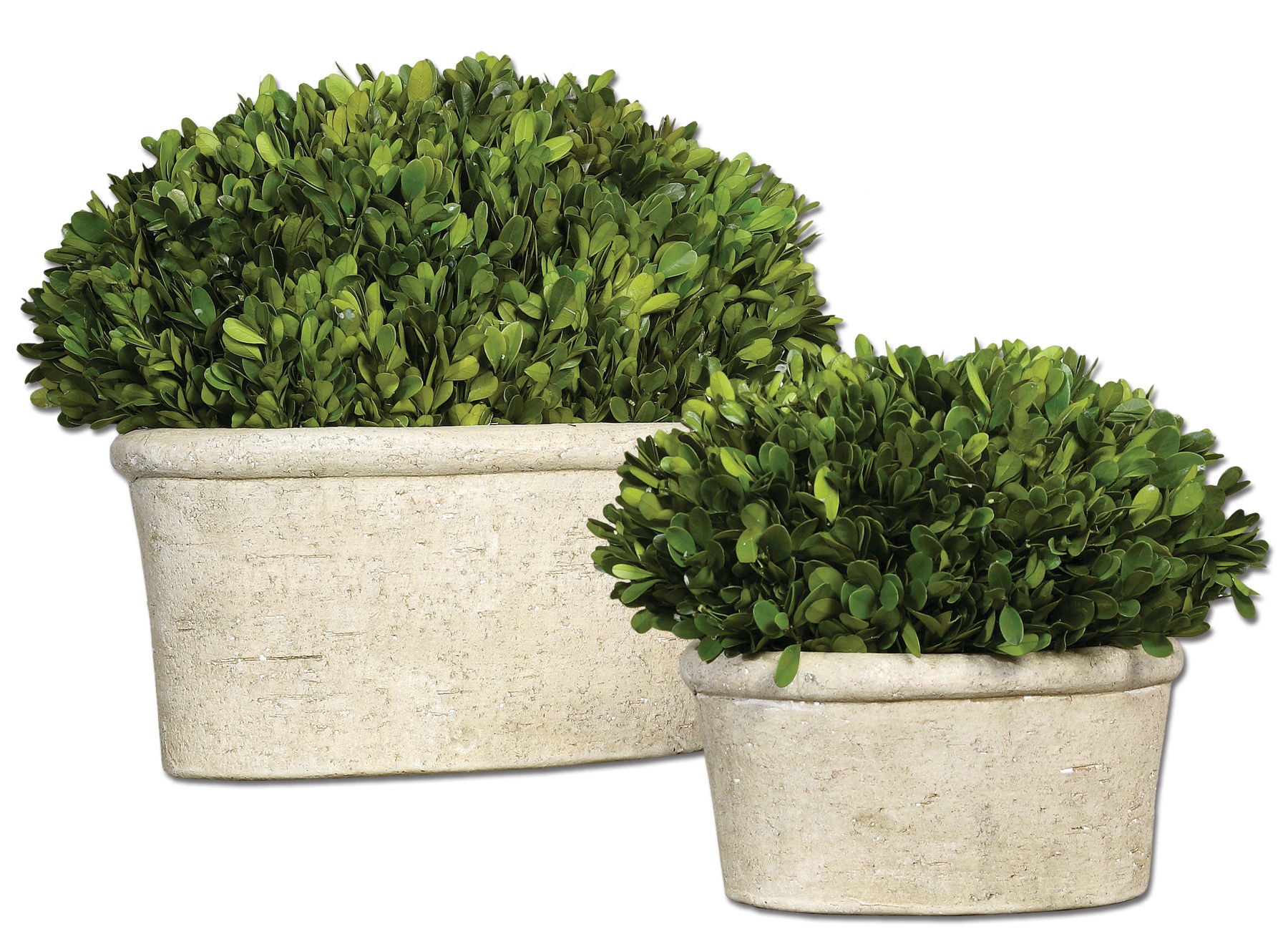 Preserved Boxwood - Oval Domes (Set of 2) - Beige